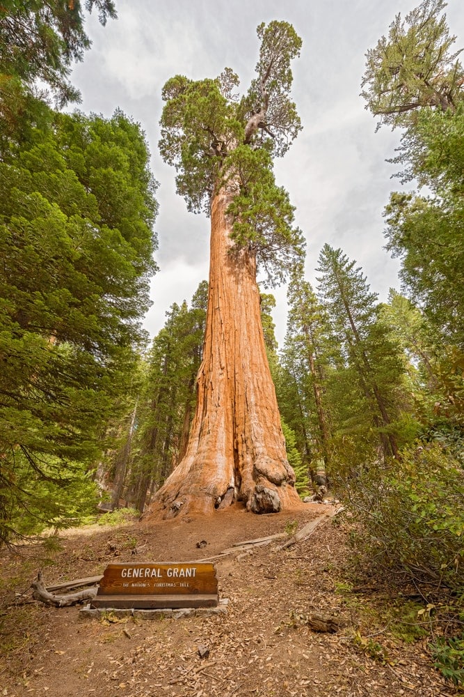 the General Grant Tree in King's Canyon National Park USA