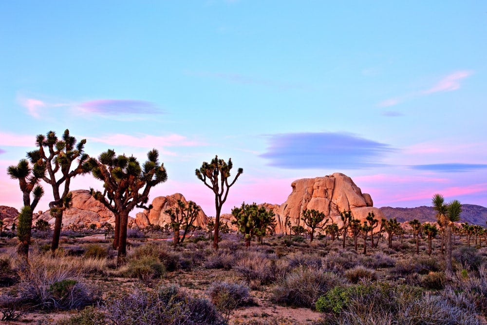 boulders and Joshua Trees at Joshua Tree National  in Southern California