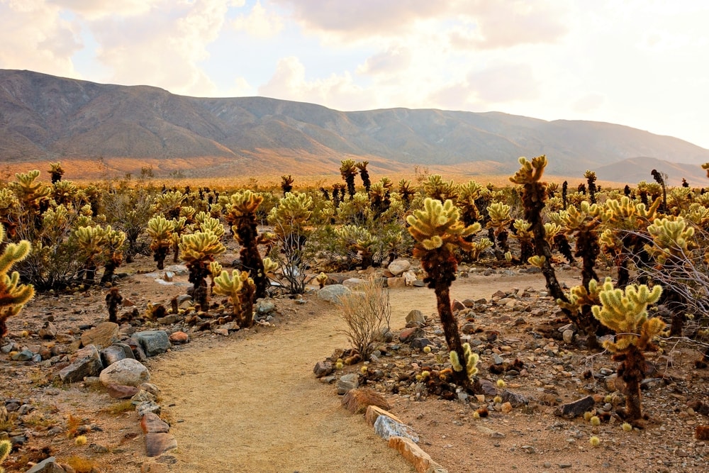 Cholla cactus garden at sunset at Joshua Tree National Park, California, USA