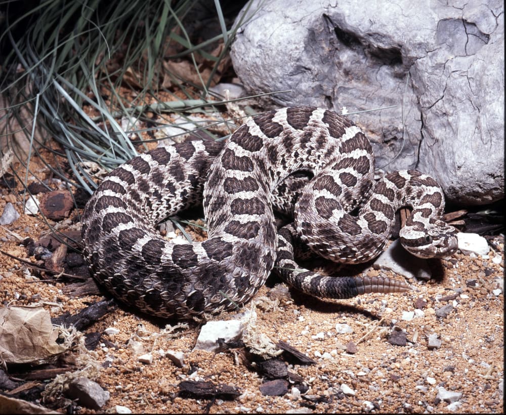 Eastern massasauga, Sistrurus catenatus lying on the ground,  it is one of the venomous snakes in PA