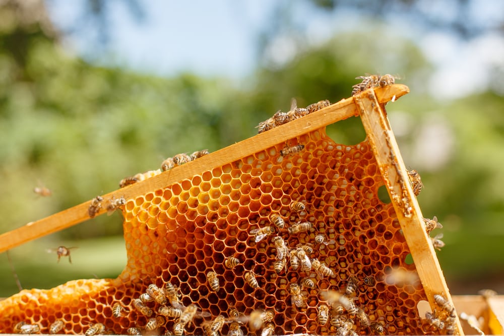 image of a Honeycomb full of bees