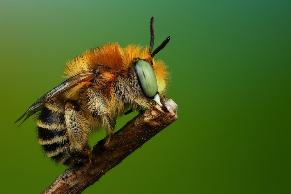 Macro image of a bee