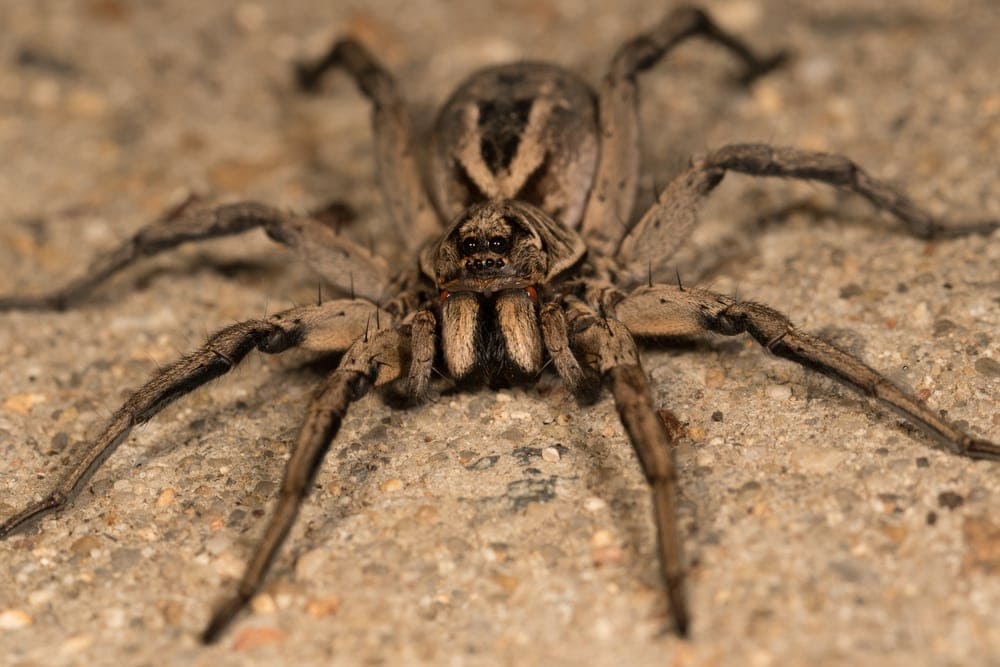 close up image of a wolf spider