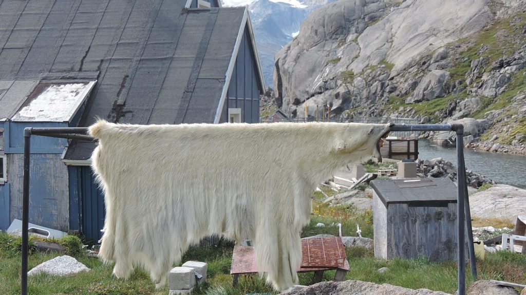 image of a polar bear skin hanged on a bar