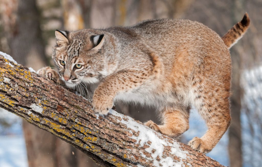 a lynx rufus or commonly known as bobcat crouched on a tree branch showing its banded tail