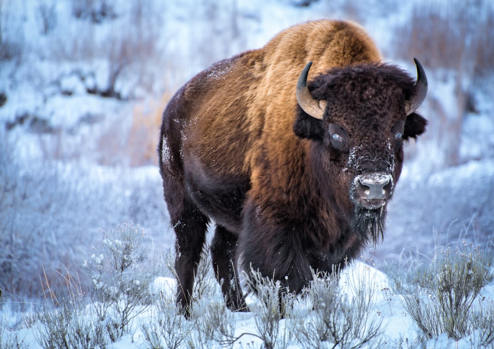 Bison (Bison Bison) walking through winter