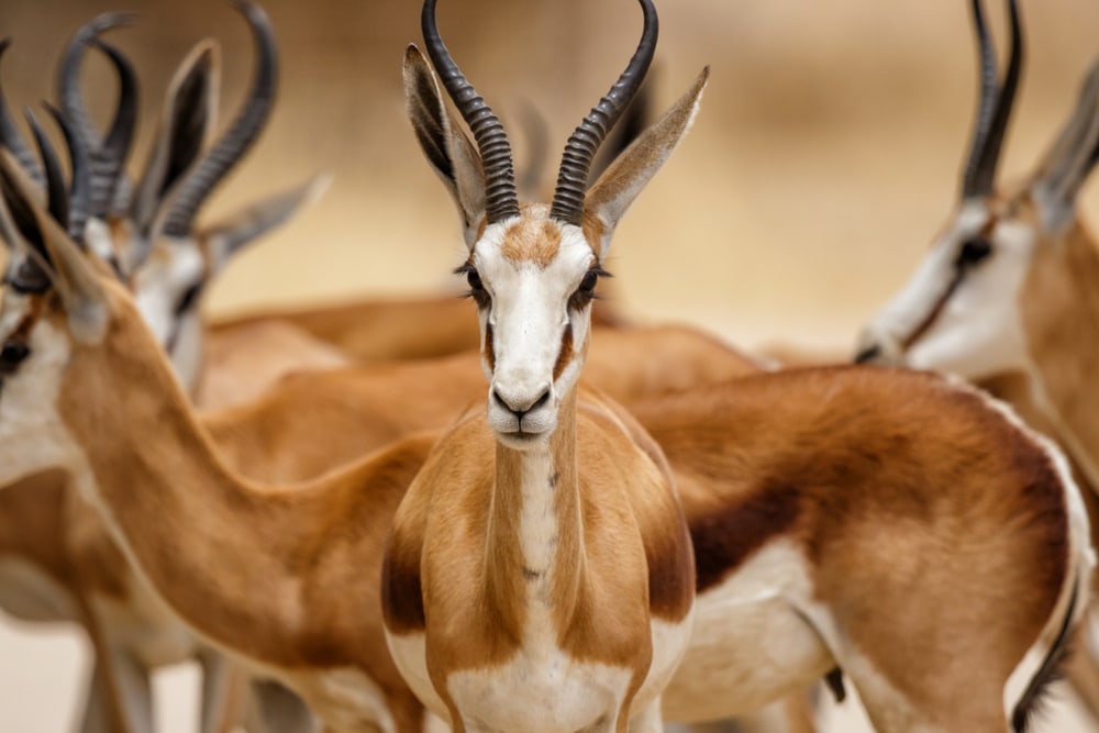 Group of Springbok (Antidorcas marsupialis)