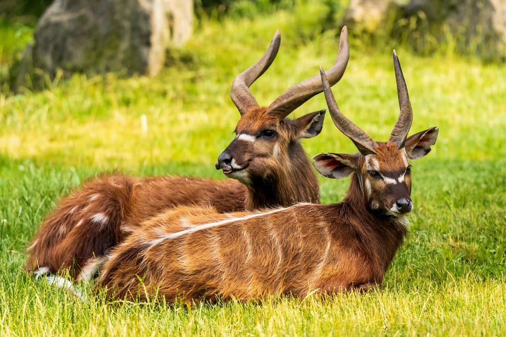 Two Sitatunga (Tragelaphus spekii) flexing their horns