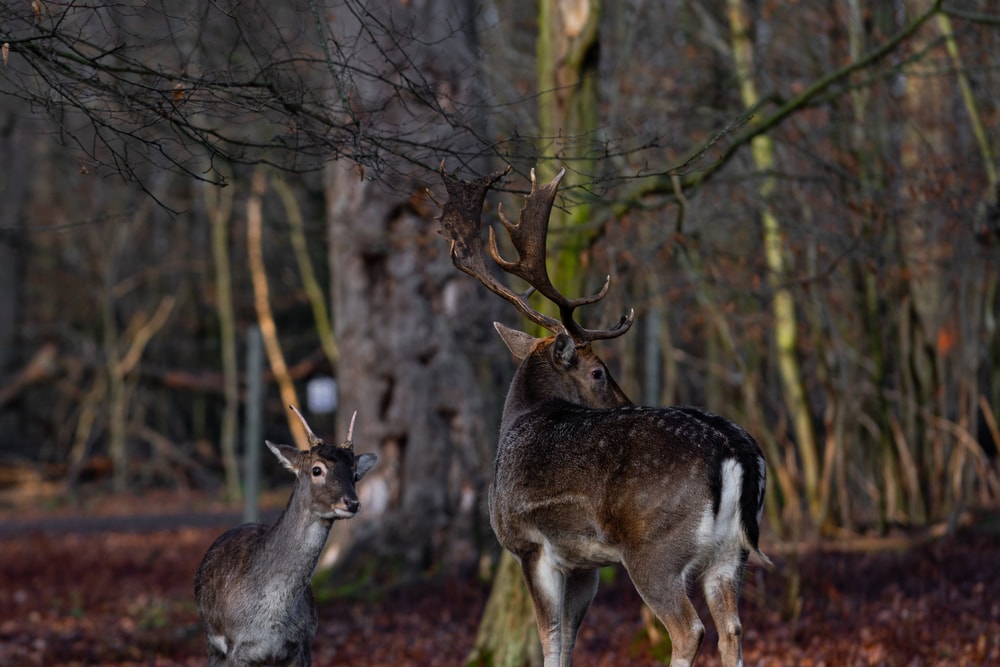 An antler animal and animal with horns walking in the forest