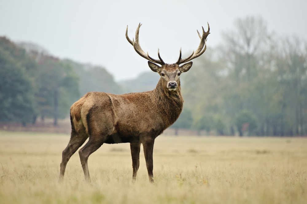 Deer (Cervidae) turning its head to camera to show his horns