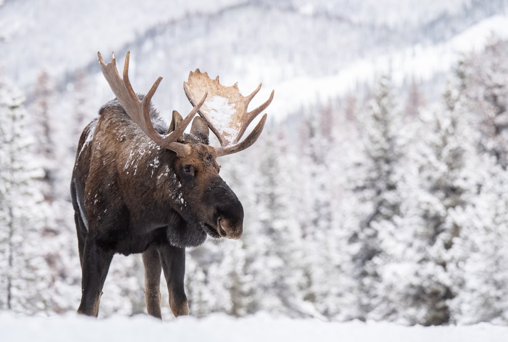 Moose (Alces alces) walking through the snow with ice on its horns