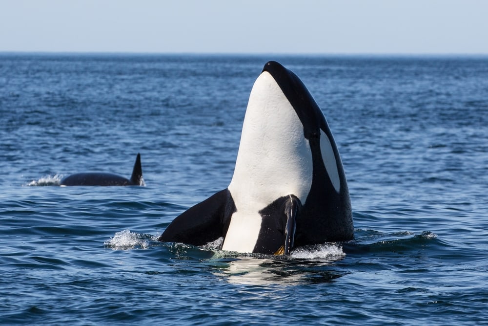 Orca jumping out of the water
