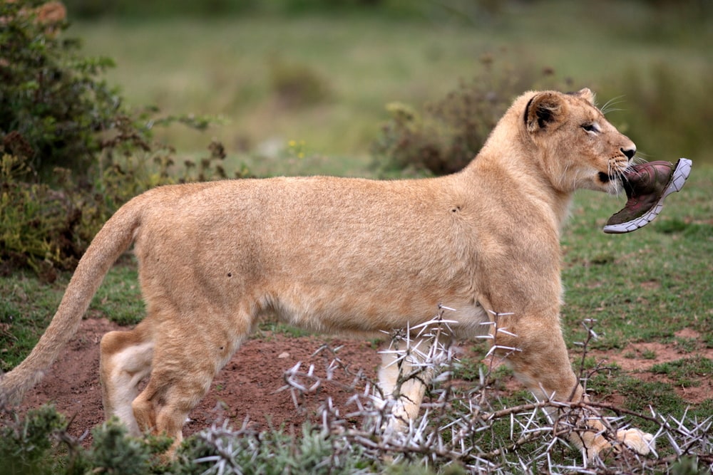 Lion walking with human shoe on its mouth