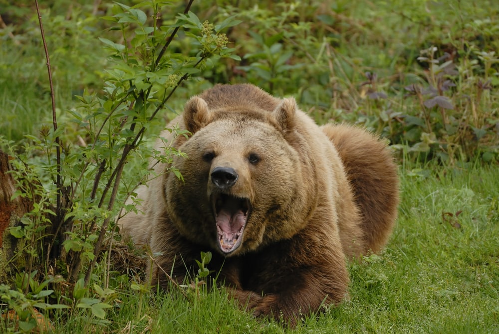 Bear hiding behind plants to attack