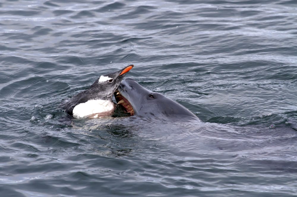 Leopard seal eating a bird in water