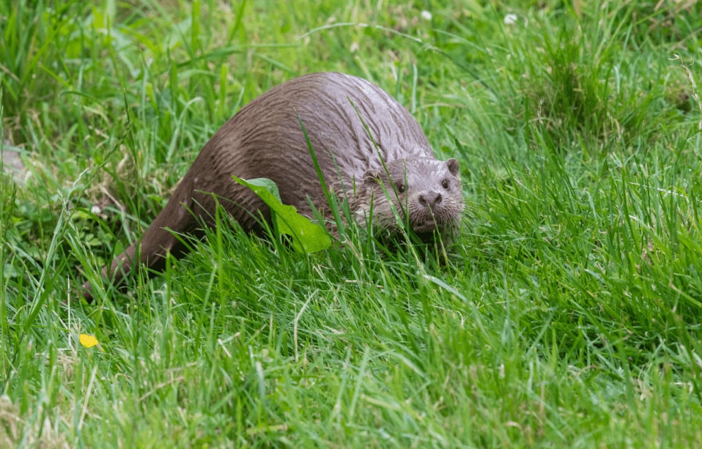 a Eurasian otter or Lutra Lutra types of otters  standing on grass