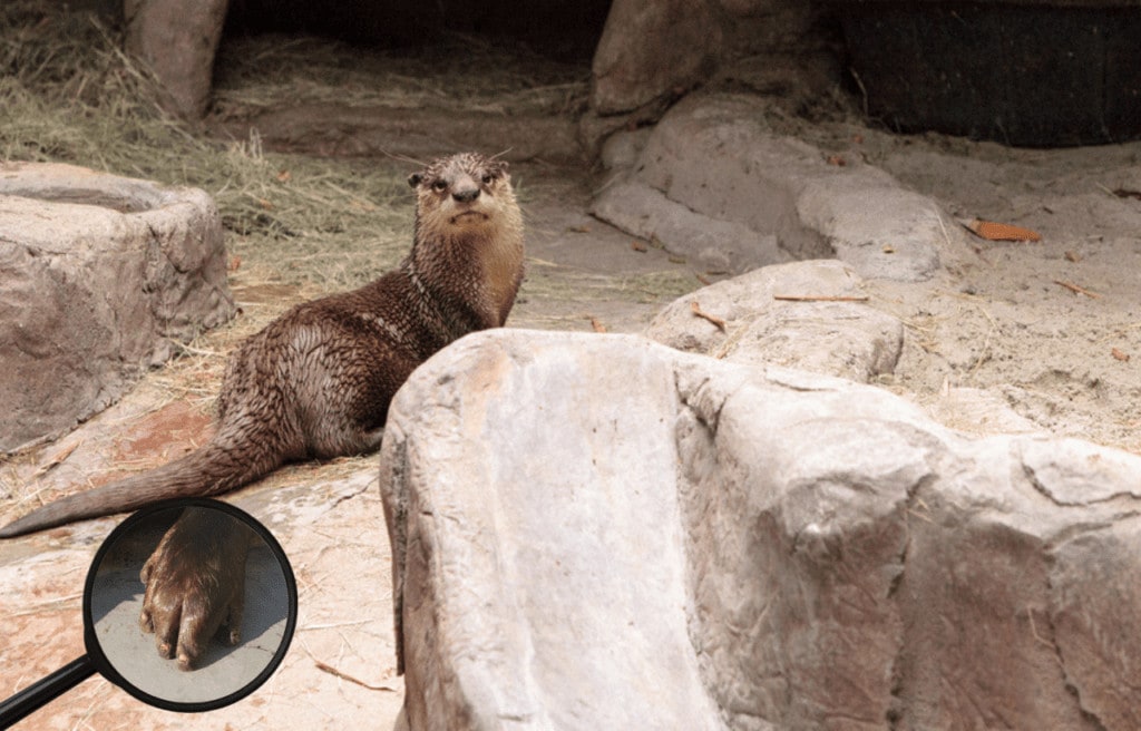 the second largest types of otters, African Clawless  types of Otters or Aonyx capensis can be found in sub-Saharan Africa