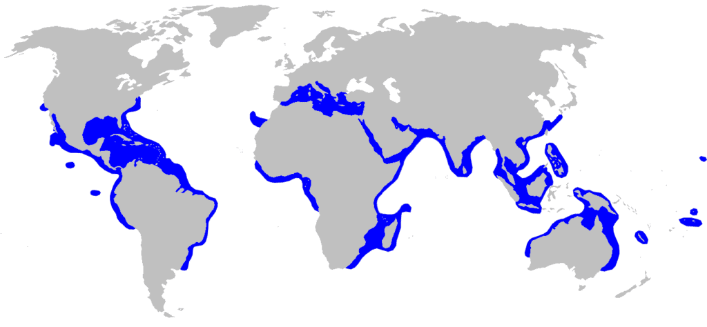 Carcharhinus limbatus or blacktip shark distribution map