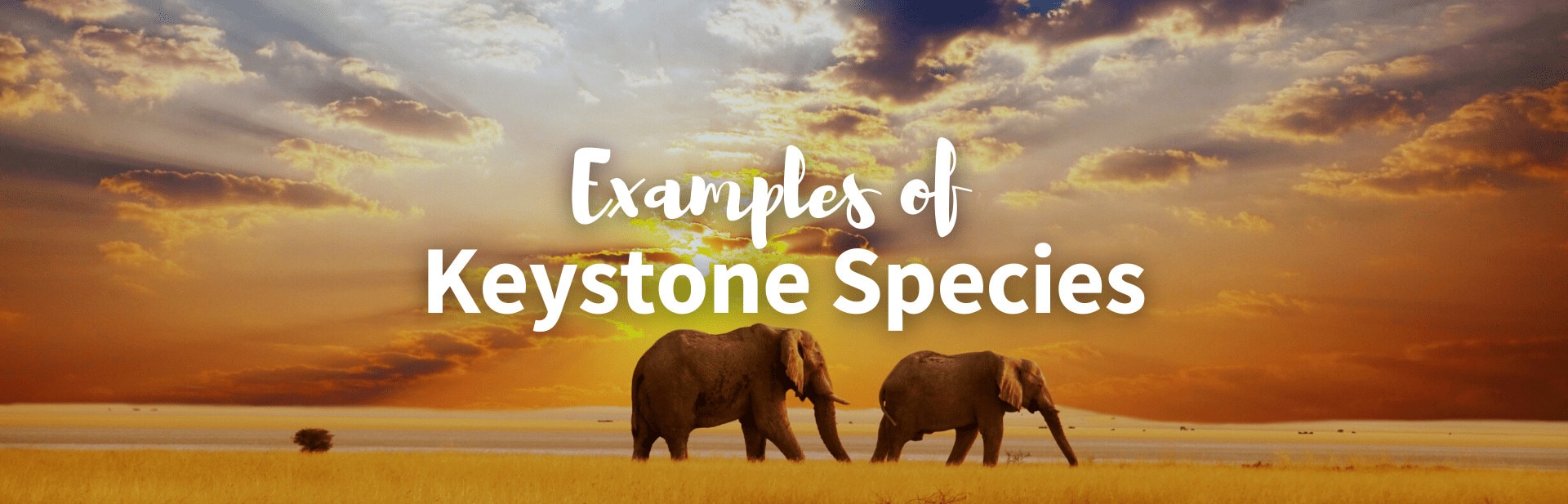 keystone species examples featured photo