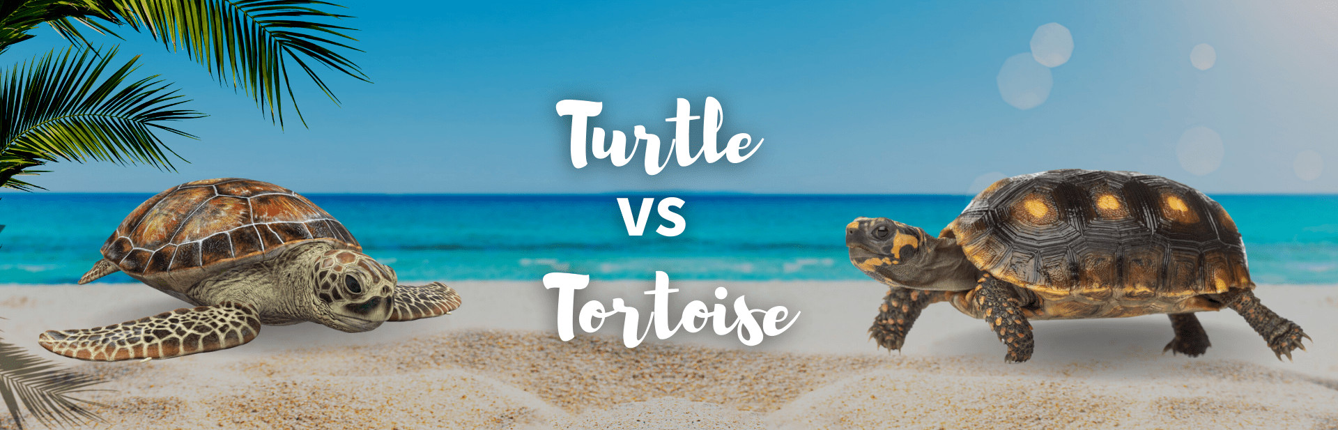 turtle vs tortoise featured image