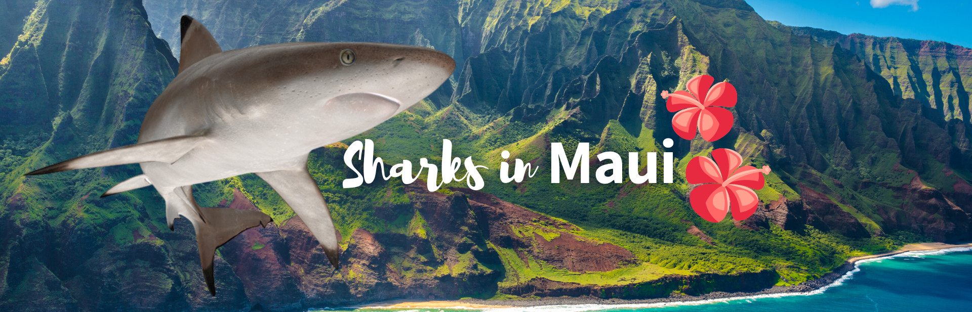 sharks in Maui featured photo