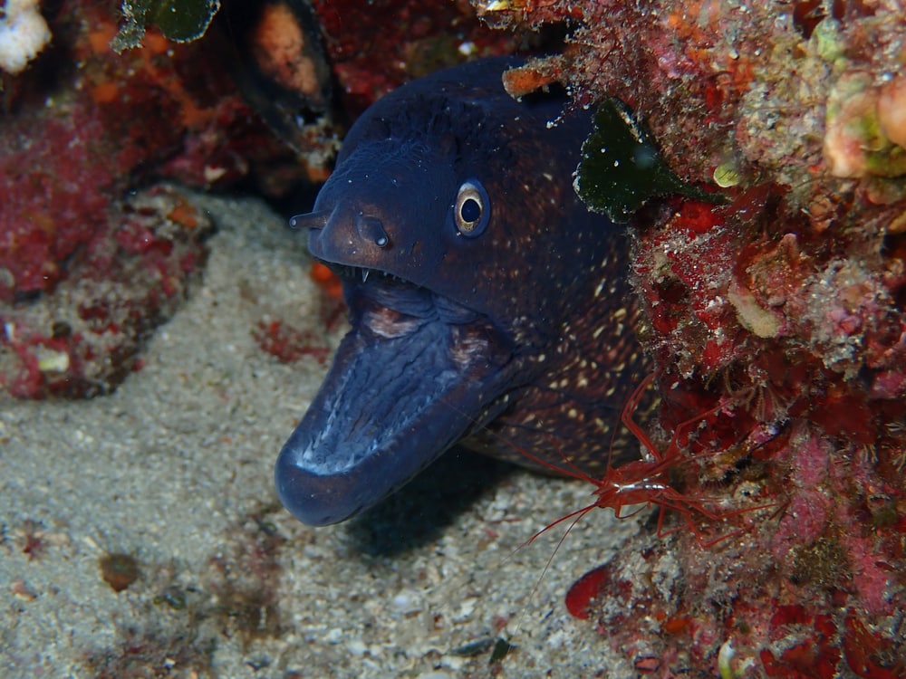 Close up photo of eel under the coral