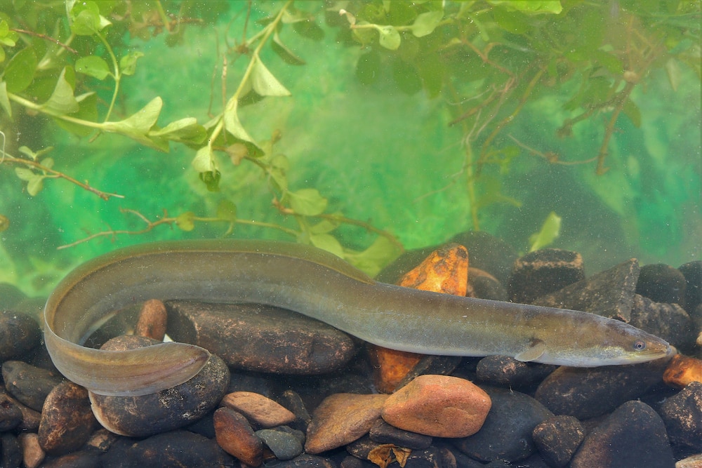 Common European or American Eel (Anguilla anguilla) resting on rocks