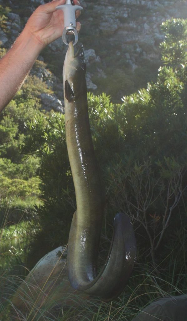 African eel held by a man's hand