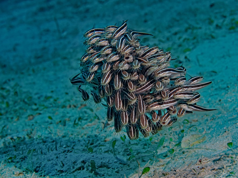 Group of eels grouped together under the ocean