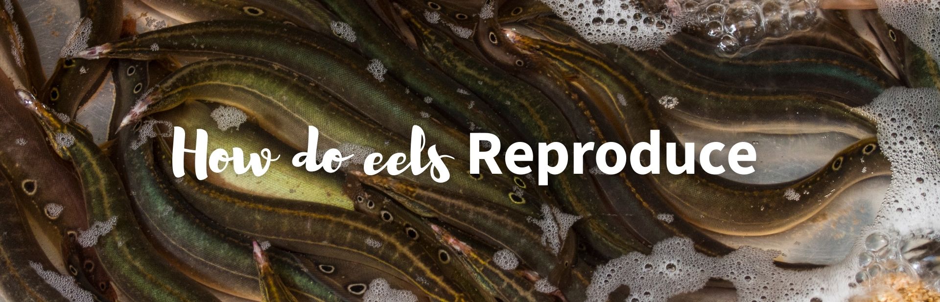 How do eels reproduce featured image