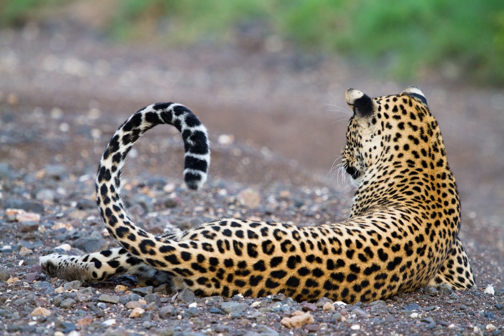 Leopard sitting gracefully on the ground