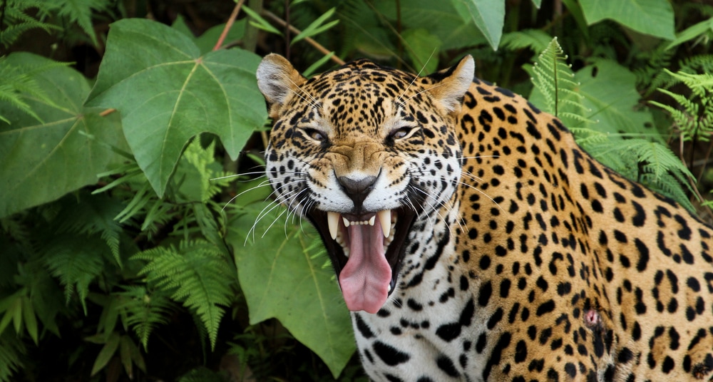 Jaguar caught yawing in the middle of the day