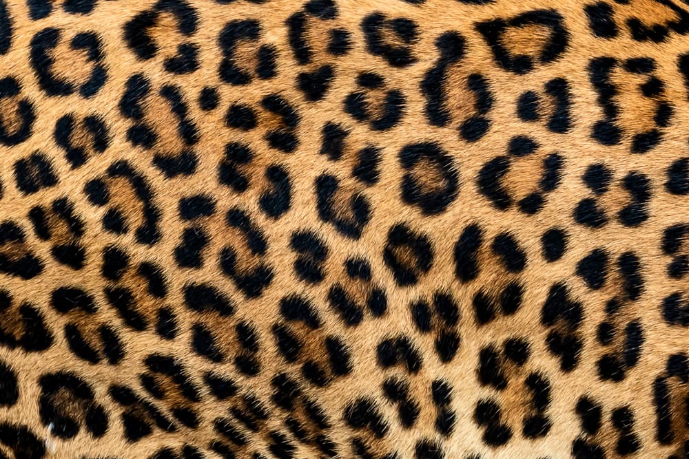 Close up photo of leopard skin