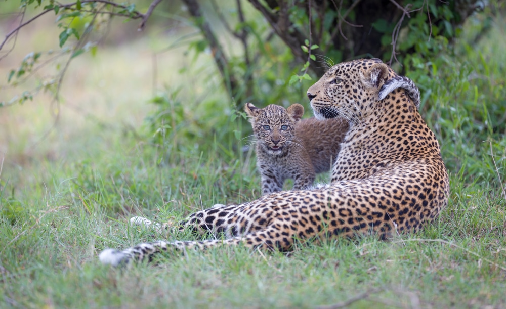 Leopard and her cub staring at the camera