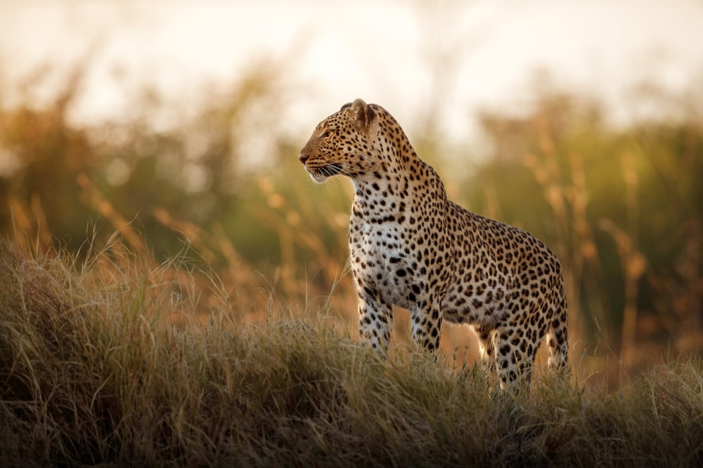 Leopard standing in the dry lands
