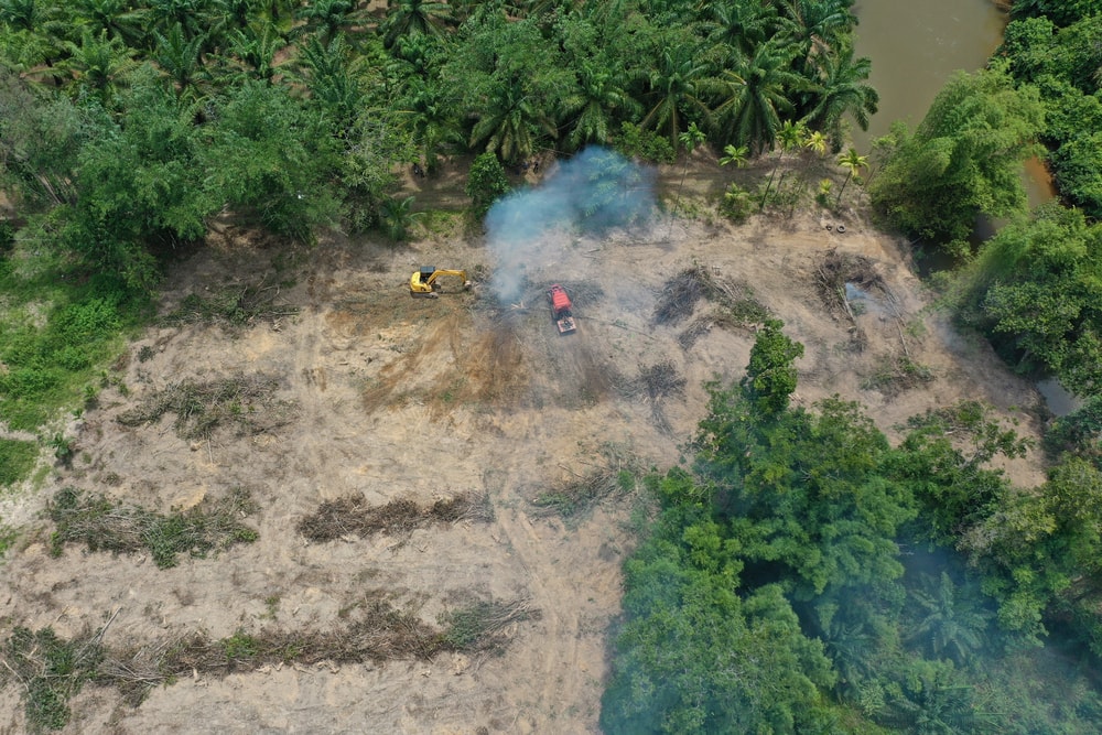 Cutting of forest in amazon for jaguars and leopard