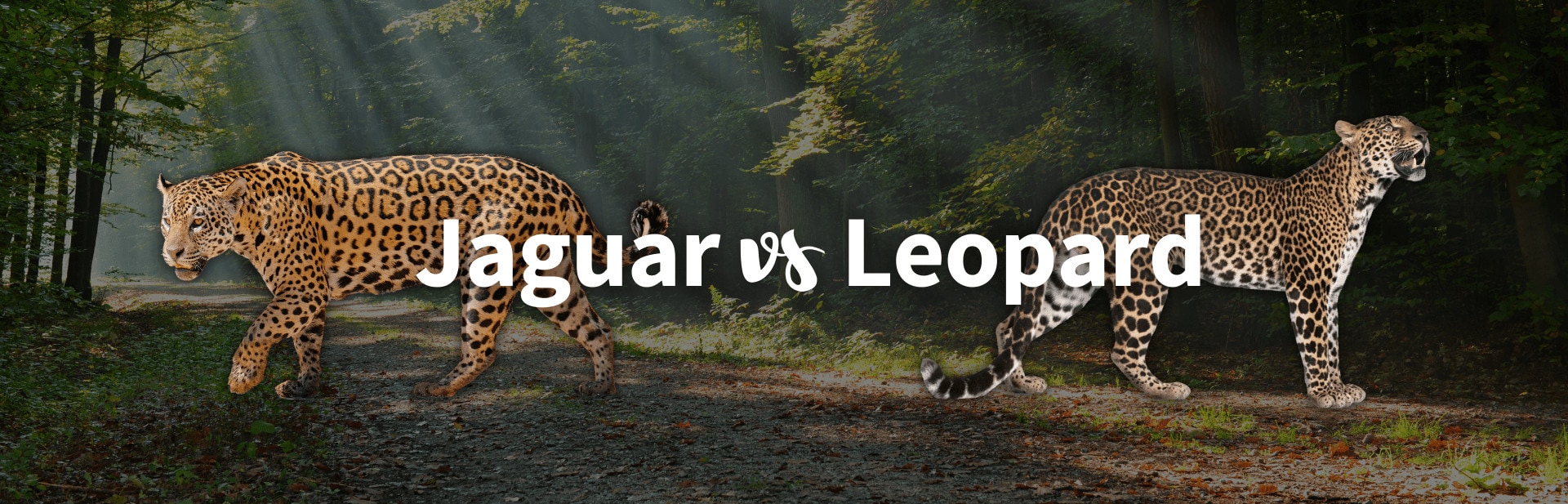 Jaguar vs leopard featured image