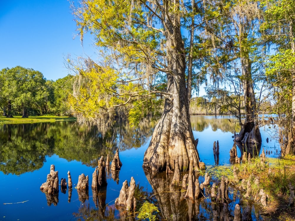 Tree in the middle of the lake in US