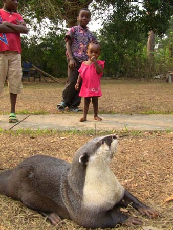 image of the Congo Clawless otter named Mazu, resting with children on the Background