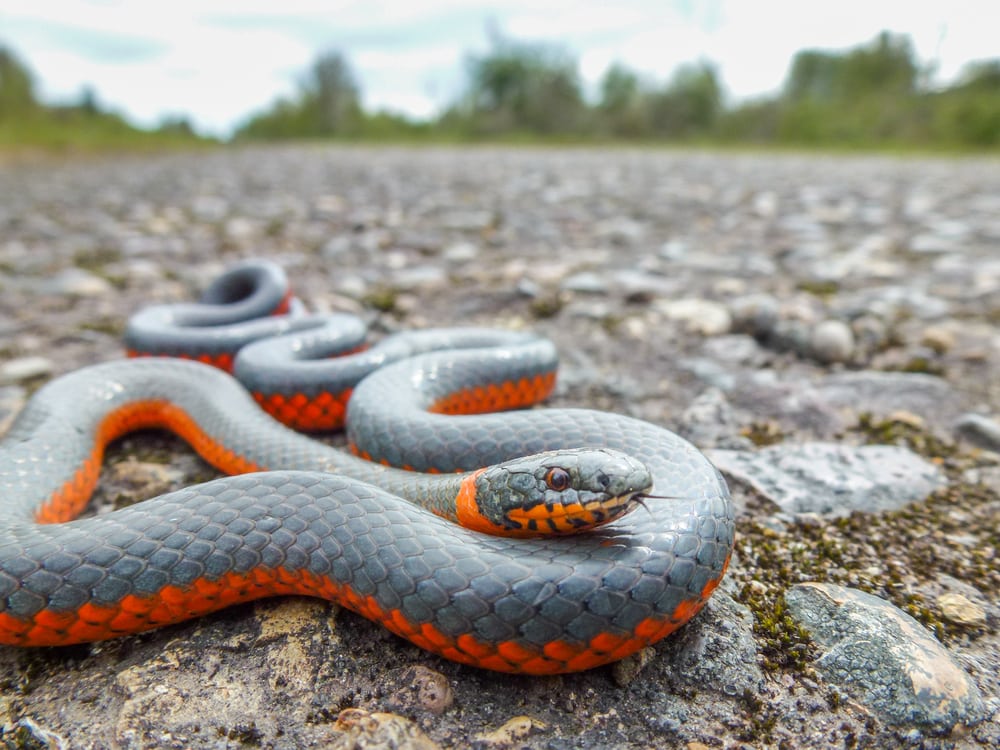 Ringneck Snake of Florida crawling on the ground