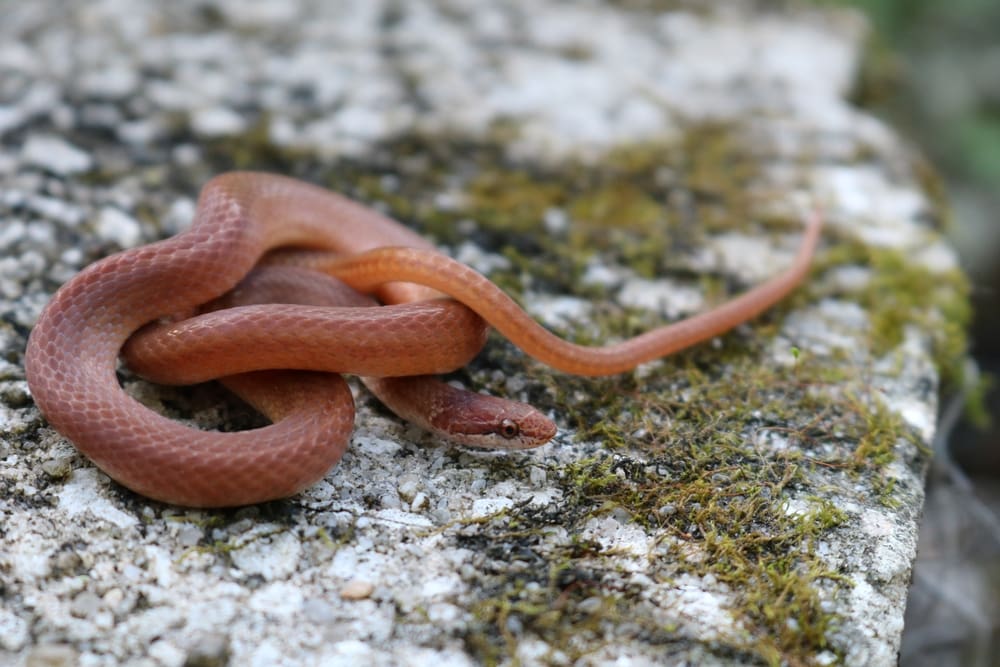 Pine Woods Littersnake of Florida tied up on the ground