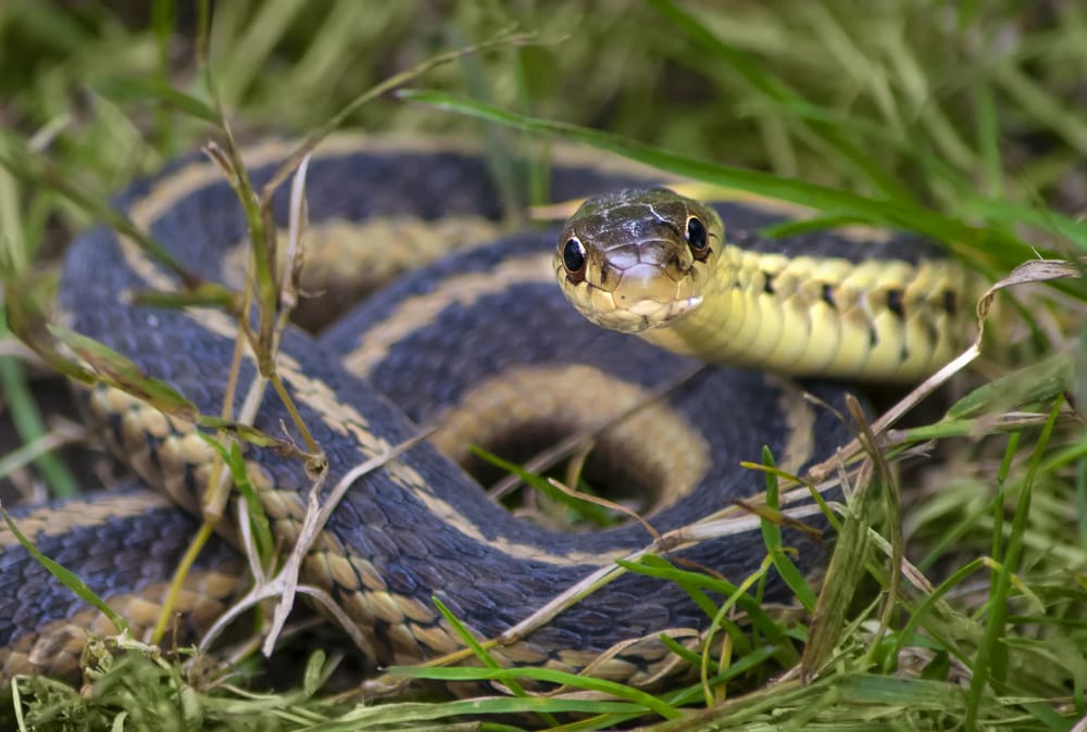 Common Garter Snake of Florida looking at the camera