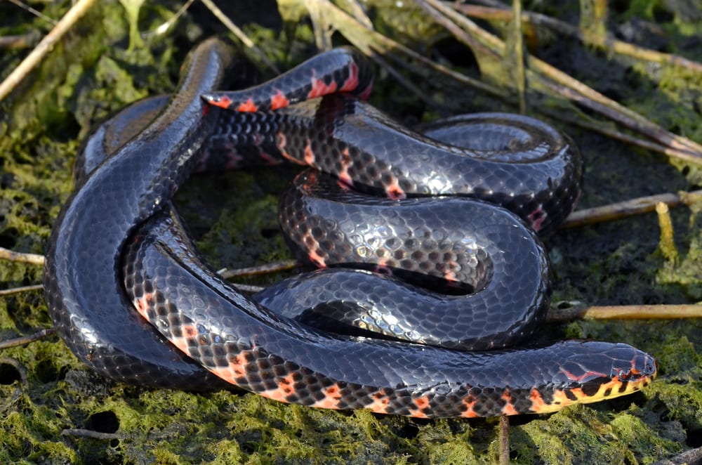Red-bellied Mudsnake of Florida circled up on the moth
