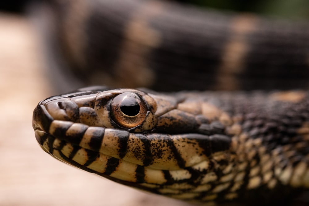Close up photo of Brown Watersnake of Florida
