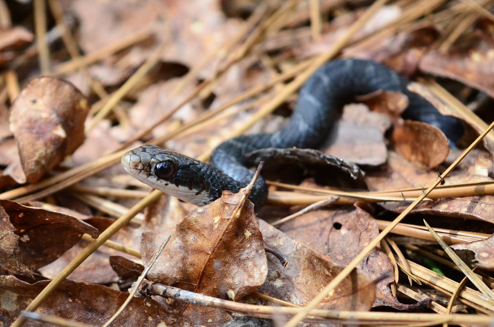 Florida Brown Snake crawling through the dead leaves