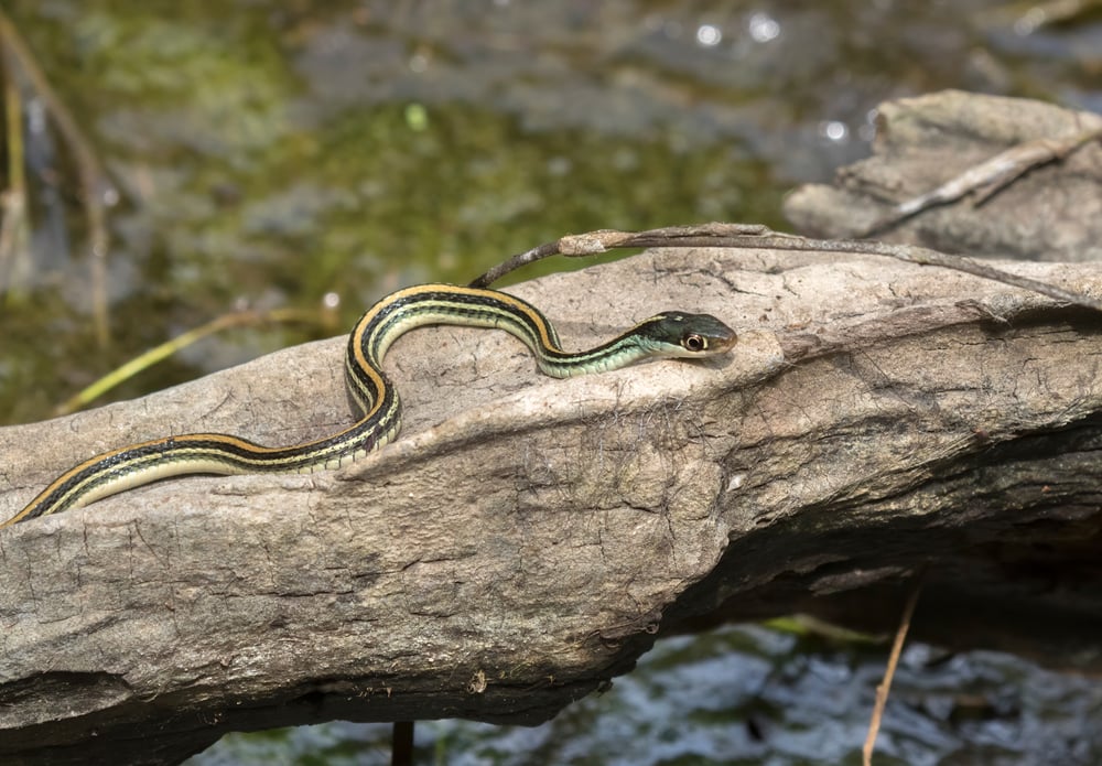 Eastern Ribbonsnake of Florida crawling through the woods in river