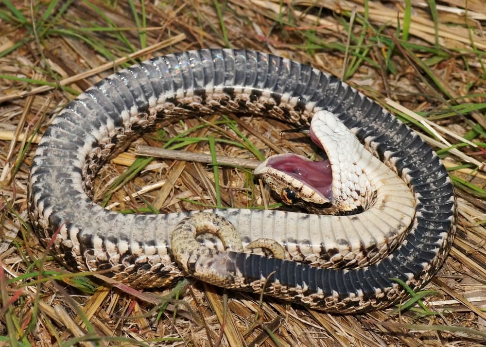 Eastern Hognose of Florida turning upside down