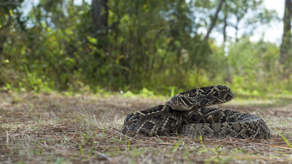 Focused photo of Eastern Diamond-backed Rattlesnake of Florida