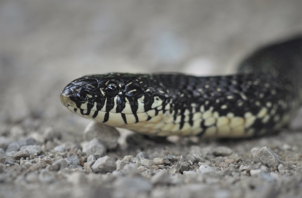 Close up photo of Eastern Kingsnake of Florida