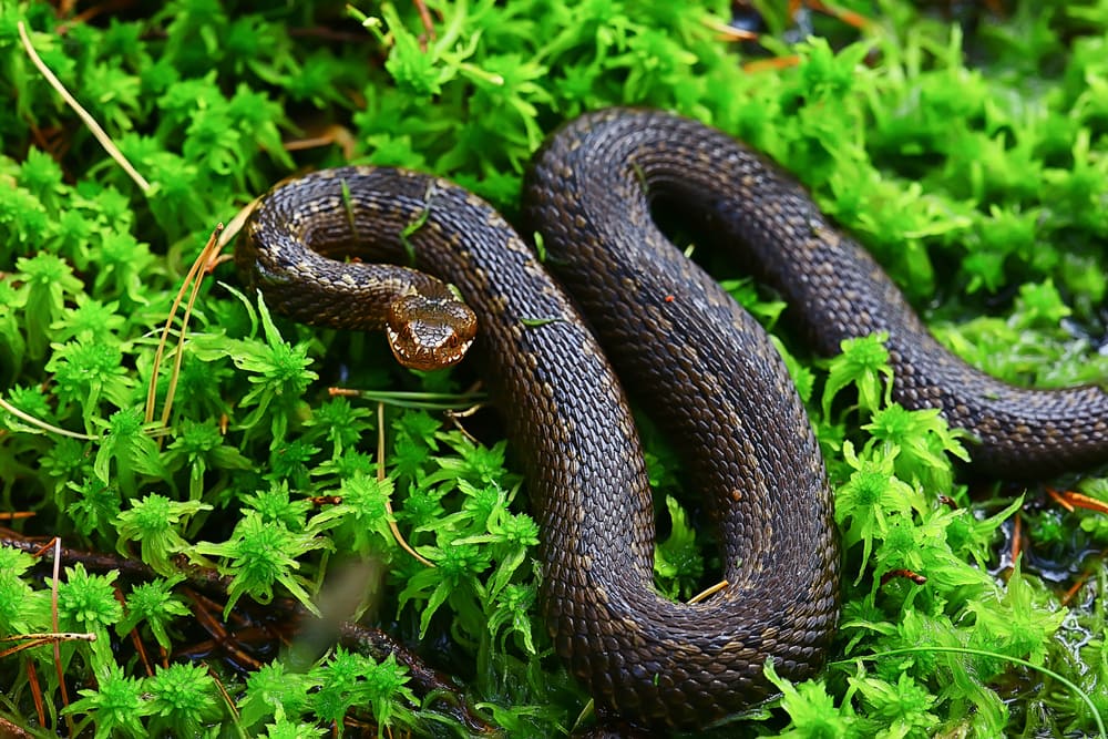 Black Swamp Snake of Florida on top of a grass 